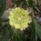 Flor de cactus amarilla.