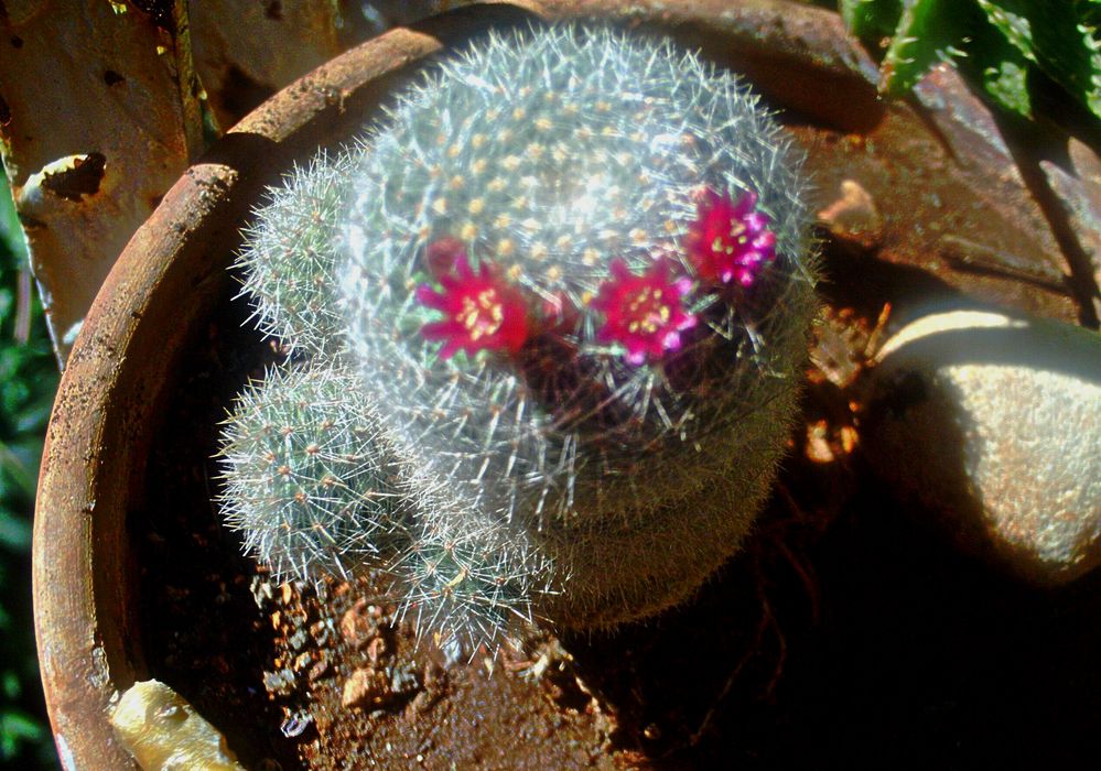 Flor de cactus de Rosa Cristina Baez 