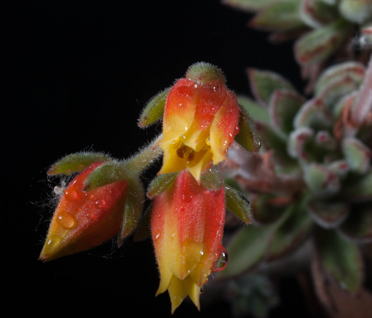 Flor de Cactus