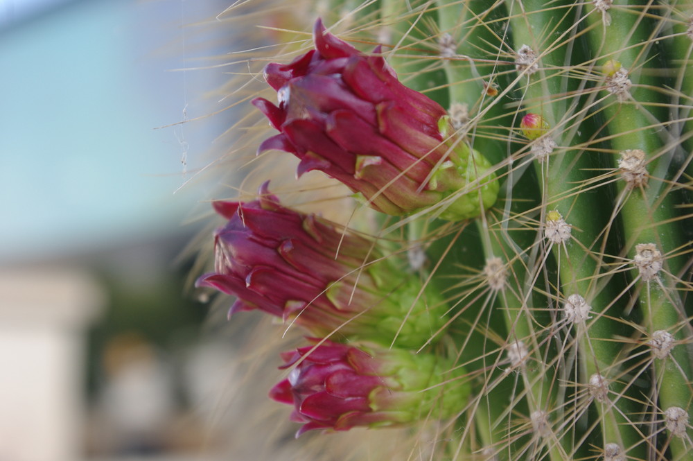 flor de cactus