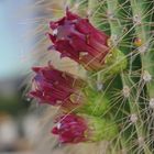 flor de cactus