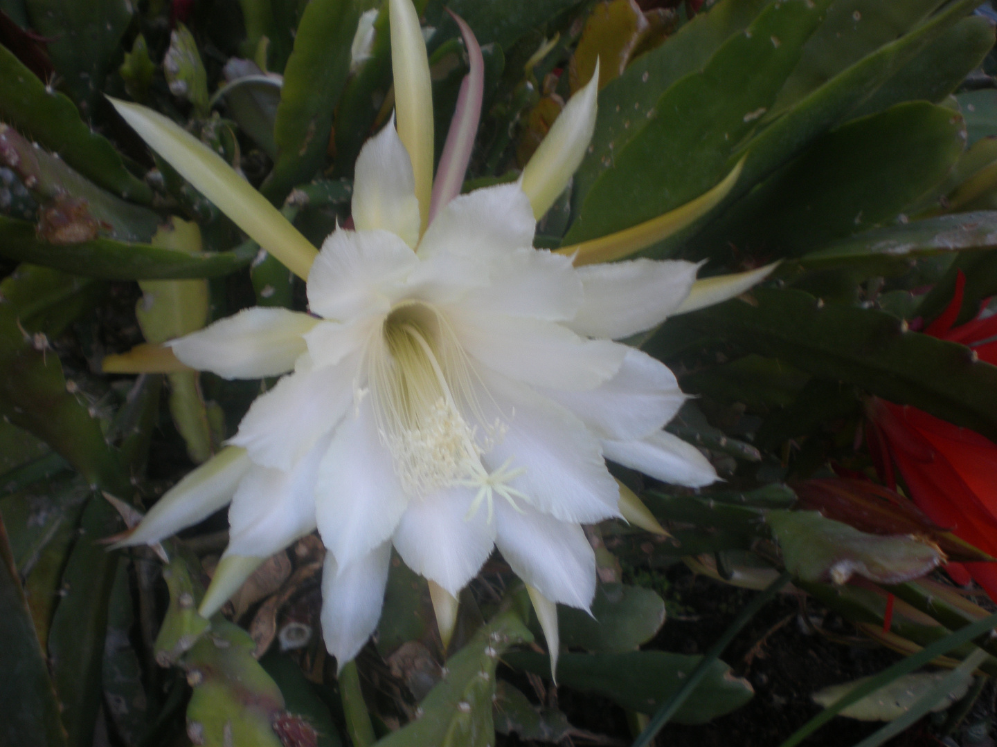 flor de cactus blanco imagen foto naturaleza diversa mercedera