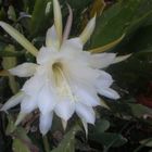 fLOR DE CACTUS BLANCO