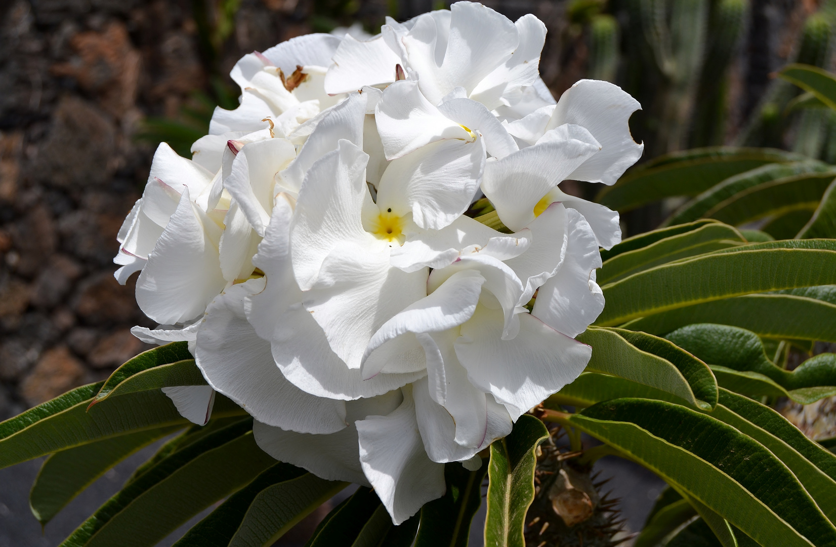 Flor de cactus