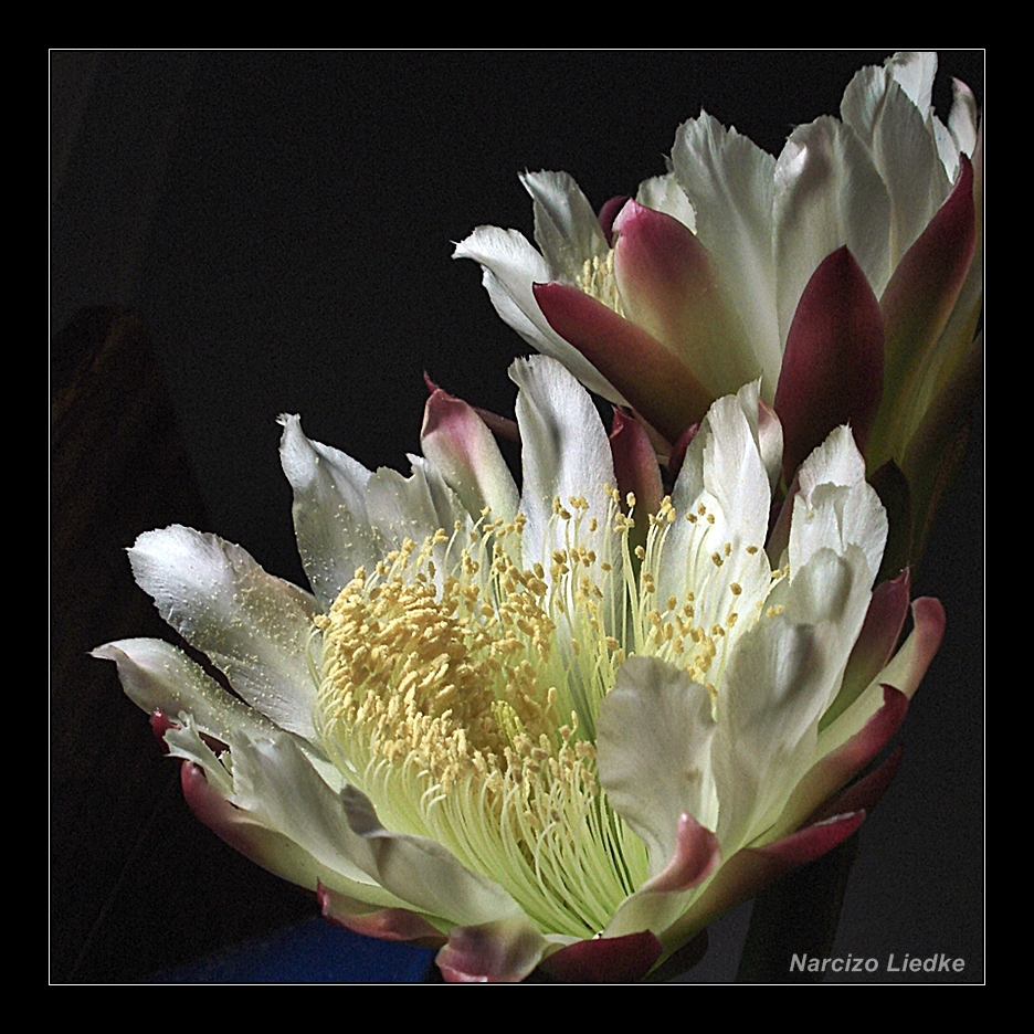 Flor de Cactus