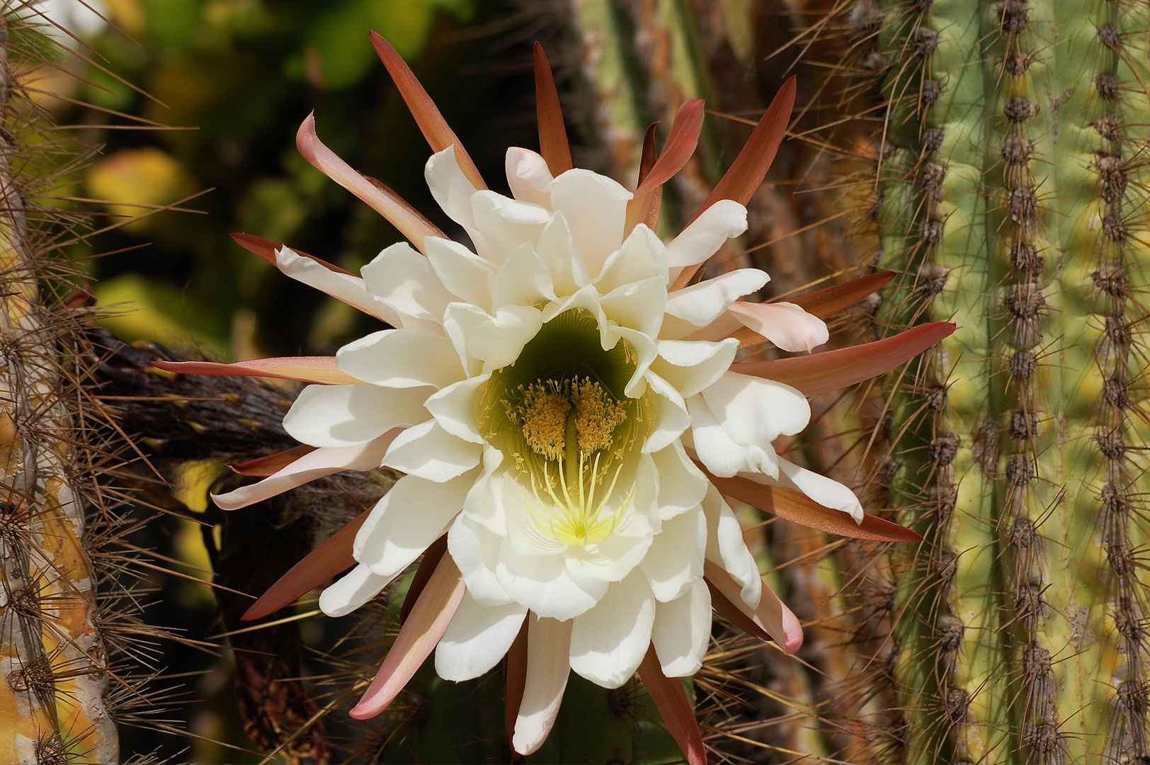 flor de cáctus