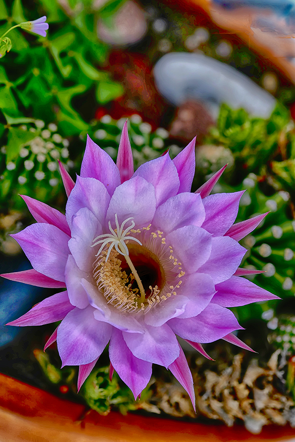 FLOR DE CACTUS