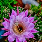 FLOR DE CACTUS