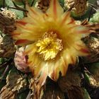 flor de cactus