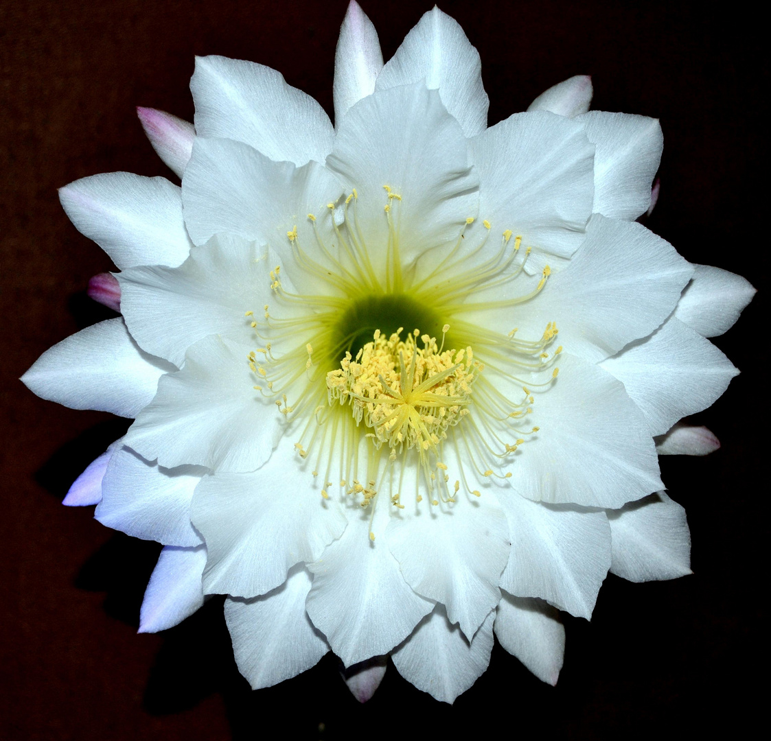 Flor de cactus