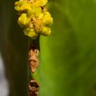 Flor de cactus