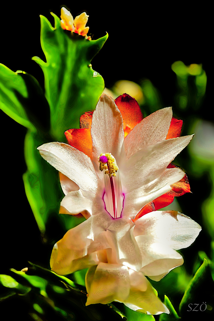 Flor de Cactus de Navidad