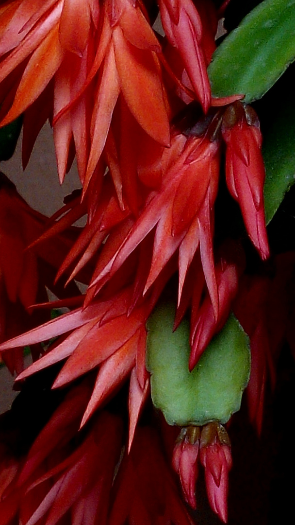 Flor de Cactus de Pascua.