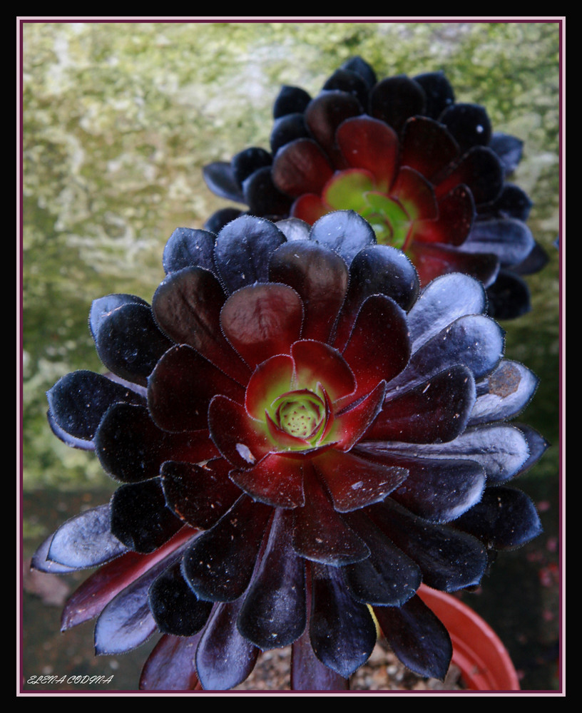 flor de cactus imagen foto plantas flores naturaleza fotos de
