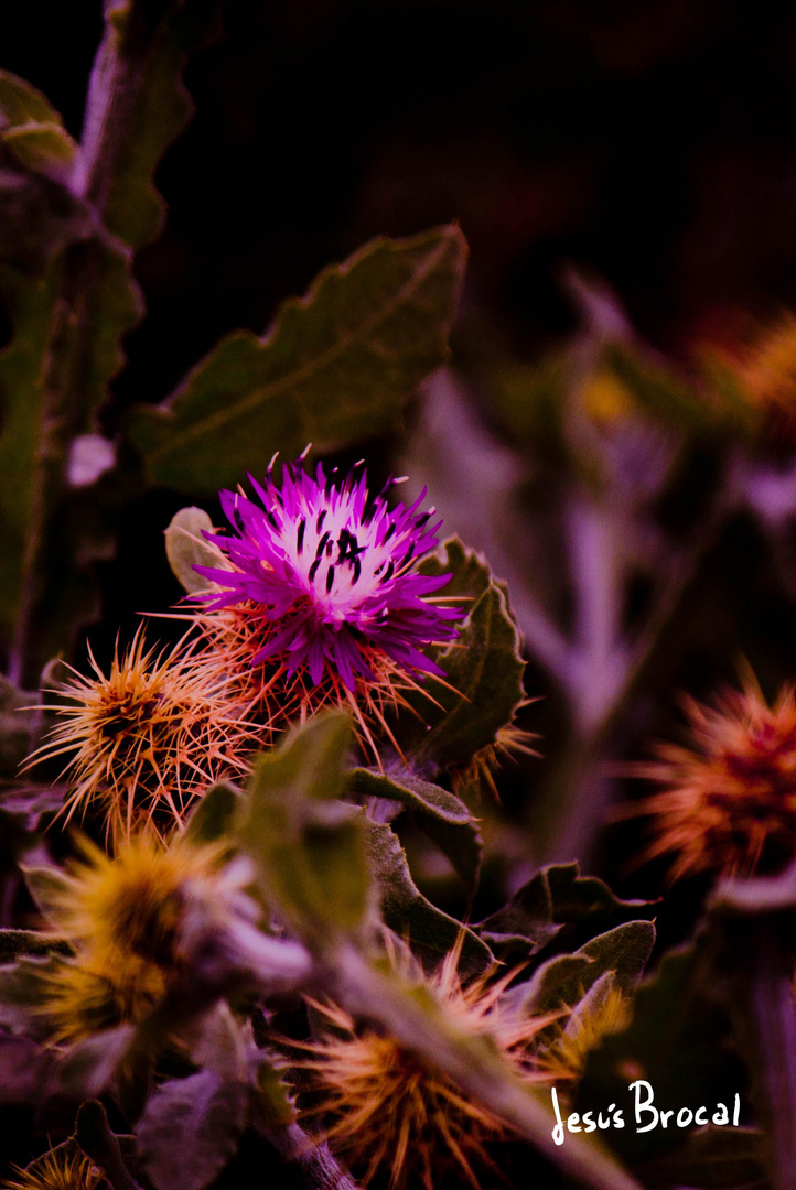 Flor de cactus (II)