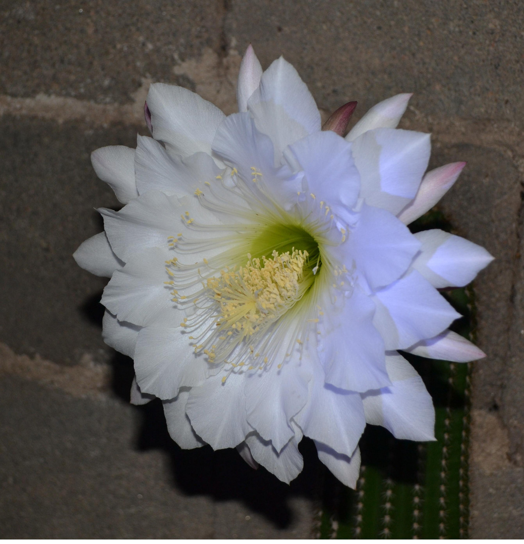 Flor de cactus II