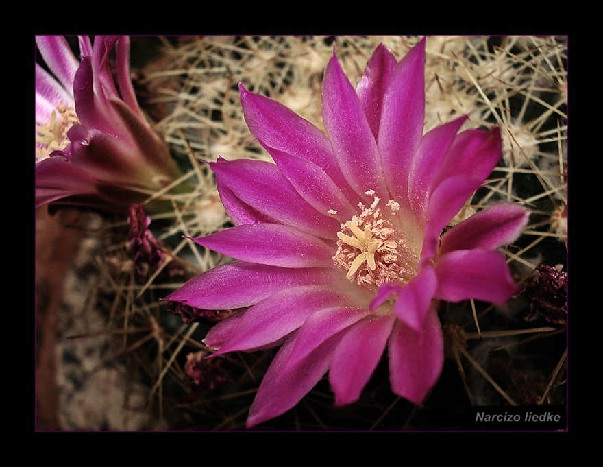 Flor de Cactus (ouro em pó)