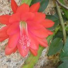 Flor de cactus roja
