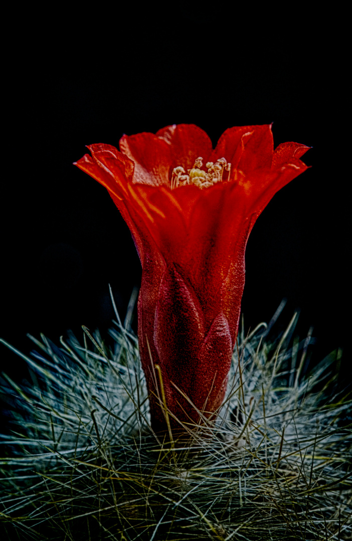 FLOR DE CACTUS ROJO