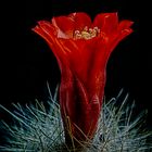 FLOR DE CACTUS ROJO