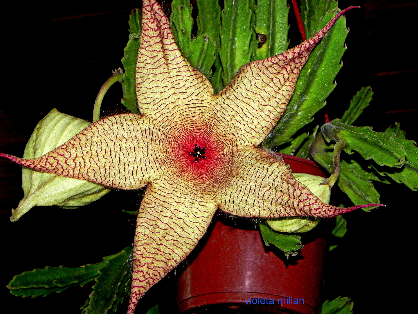 flor de cactus,STAPELLIA GIGANTEA