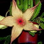 flor de cactus,STAPELLIA GIGANTEA