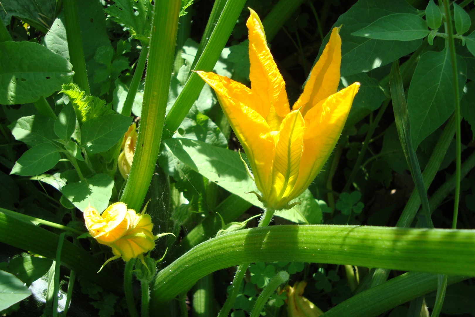 FLOR DE CALABAZA Imagen & Foto plantas, naturaleza Fotos de FLOR DE CALABAZA Imagen & Foto plantas, naturaleza Fotos de