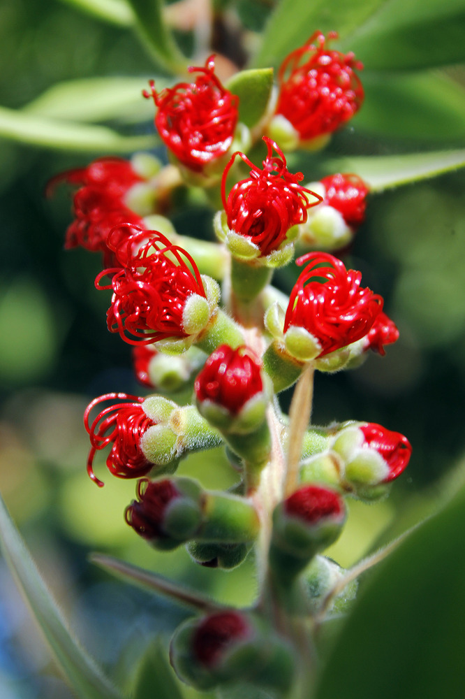 Flor de Calliandra