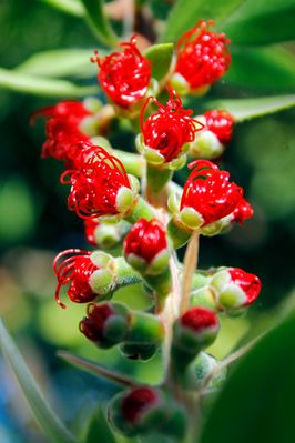 Flor de Calliandra