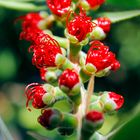 Flor de Calliandra