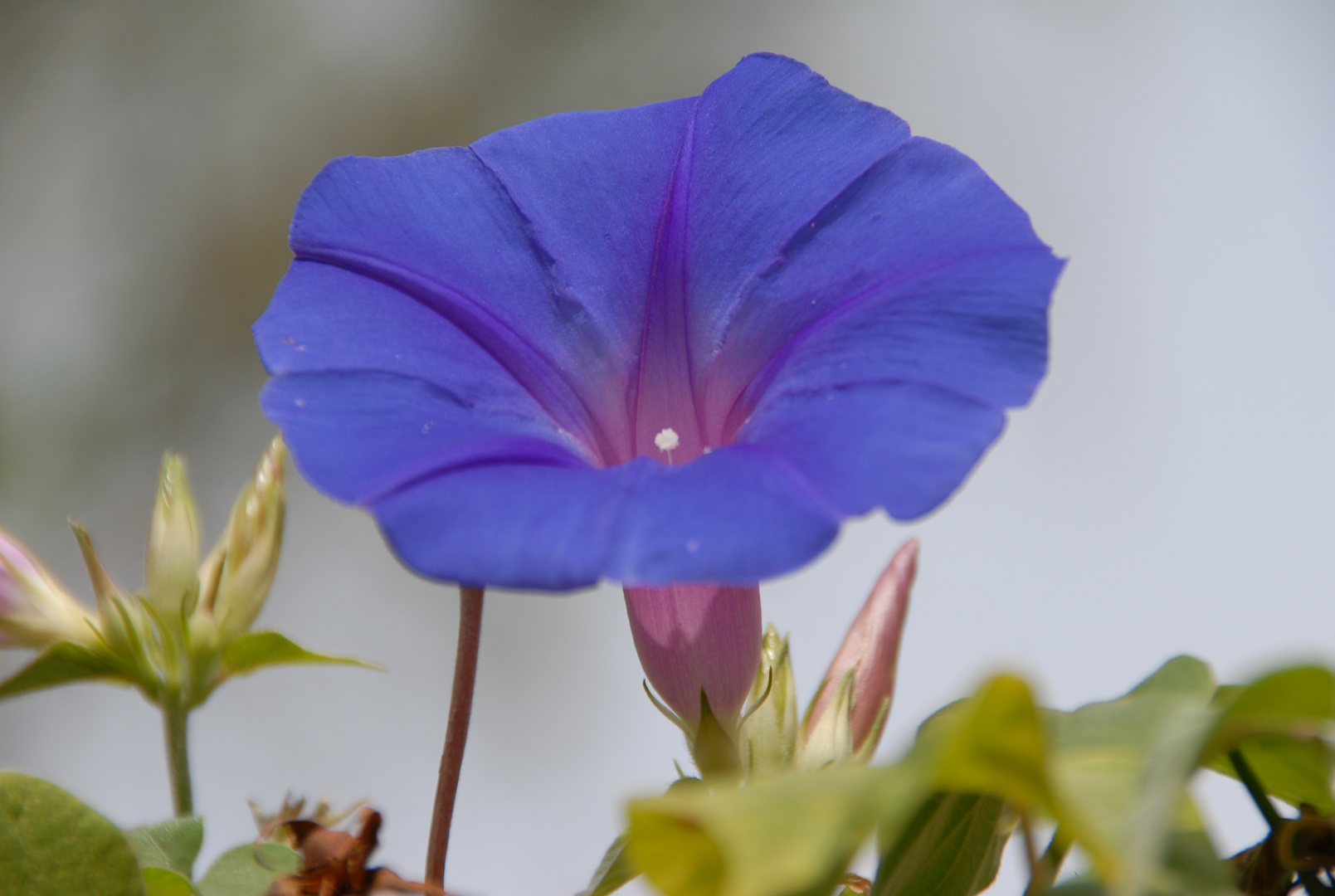 Flor de campana