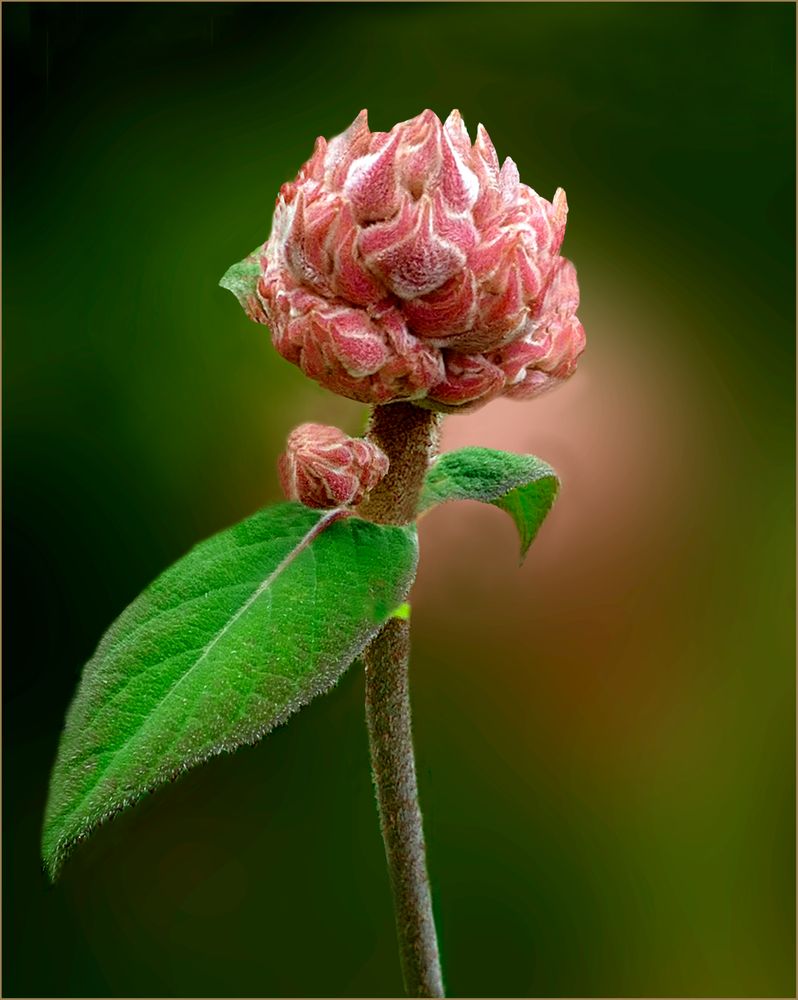 Flor de campo 