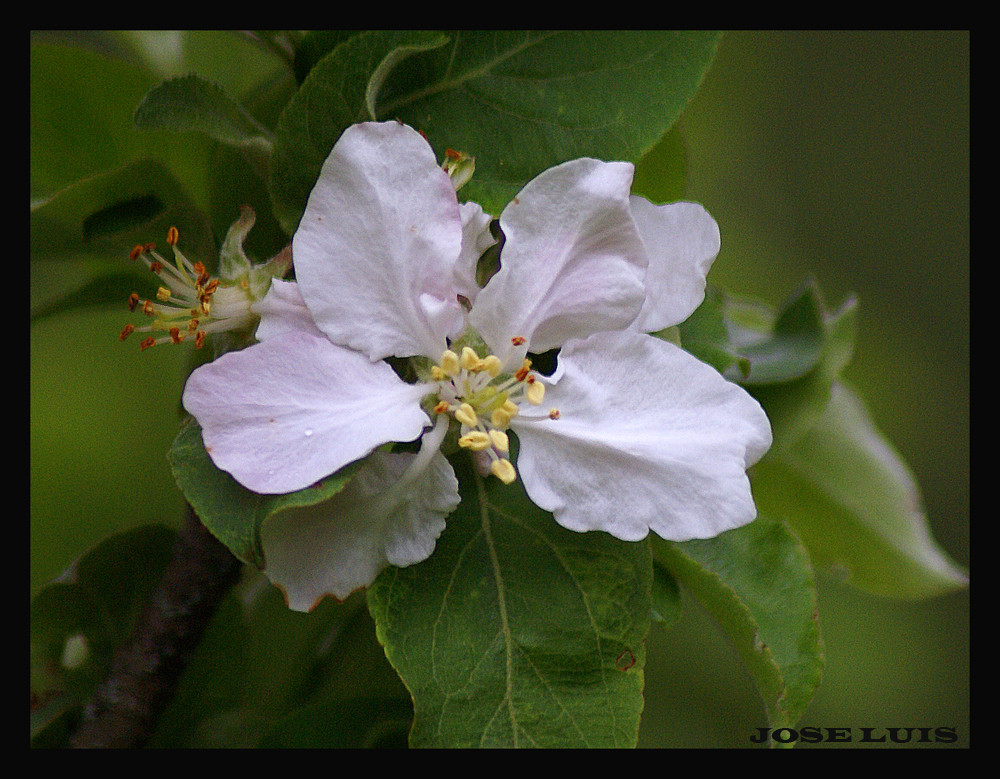 Flor de Campo