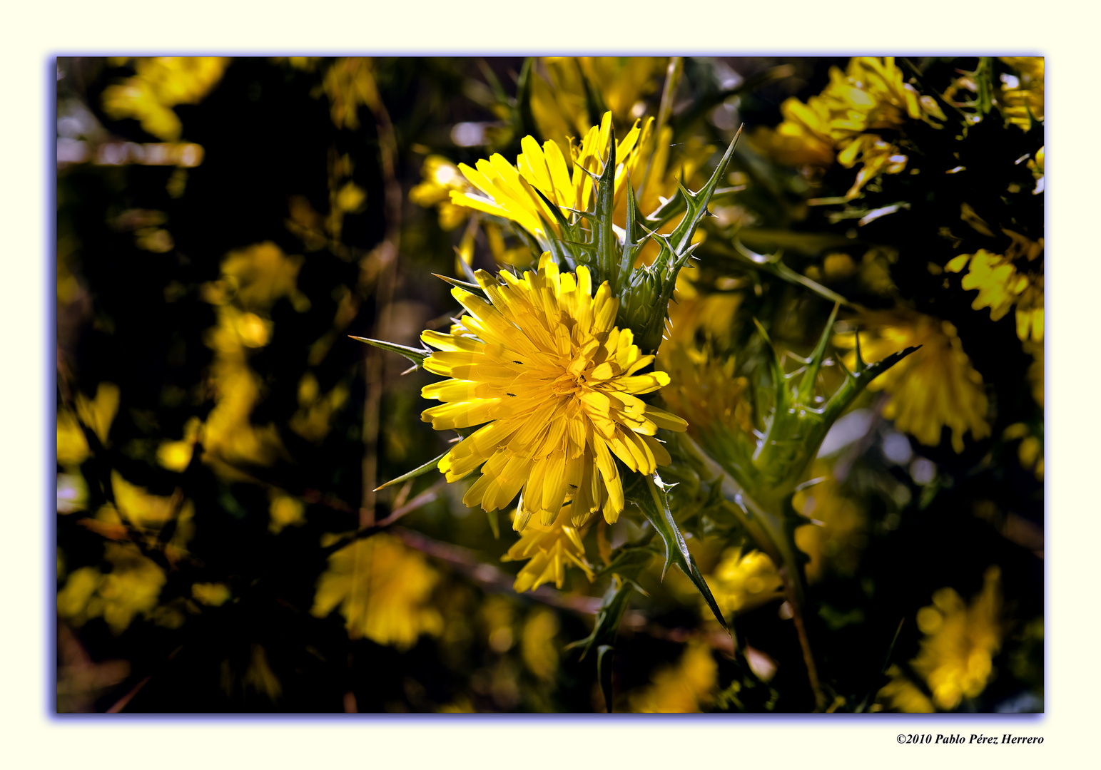 Flor de cardo