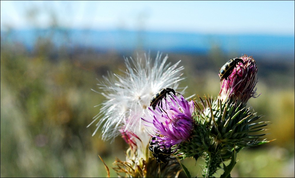 flor de cardo