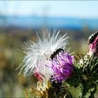 flor de cardo