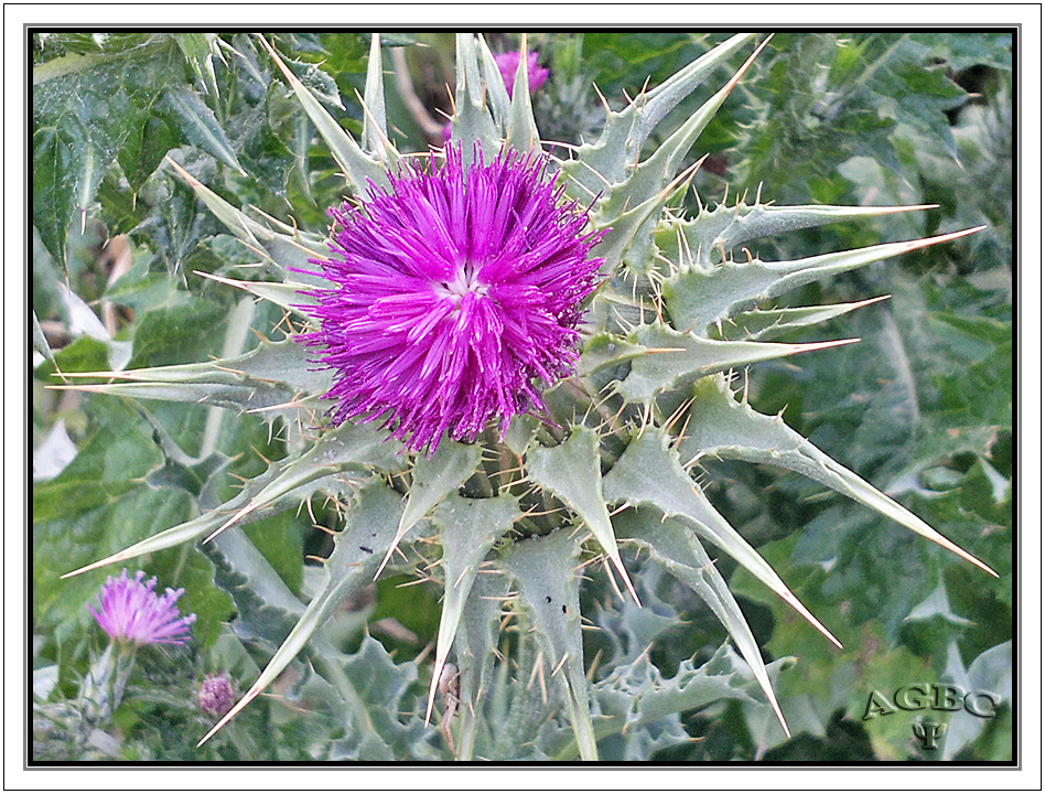 Flor de Cardo