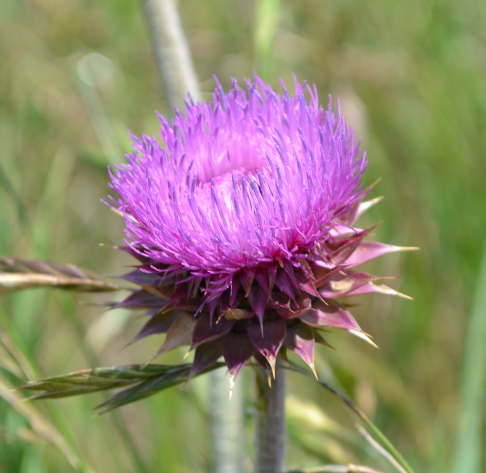 Flor de Cardo de Edith Marin