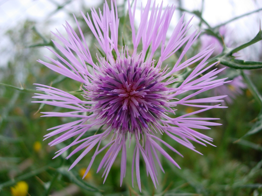 Flor de Cardo