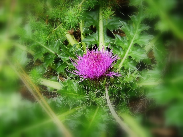 Flor de Cardo