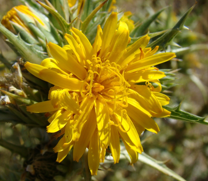 flor de cardo