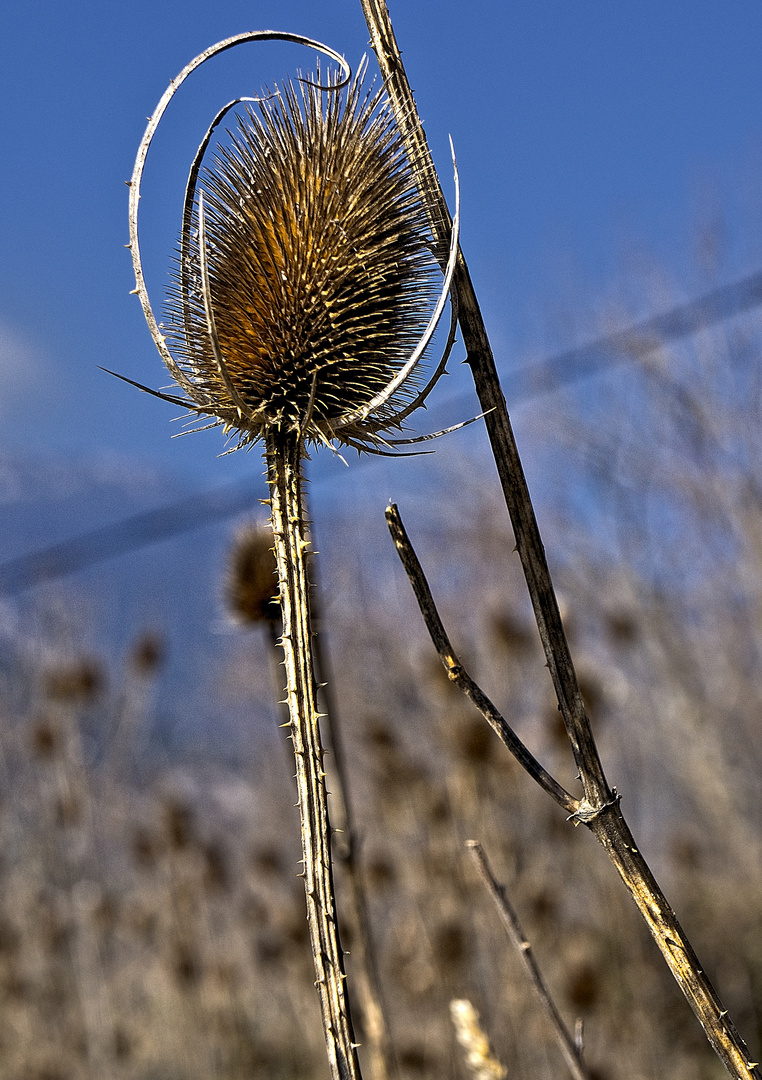 Flor de Cardo