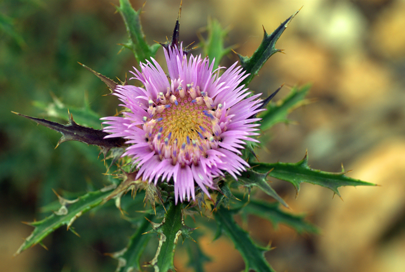 Flor de cardo