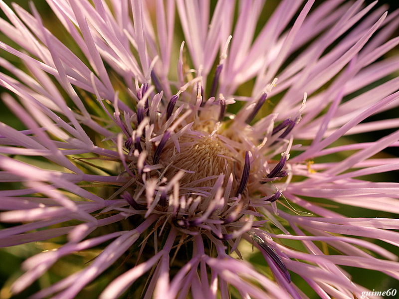 flor de cardo