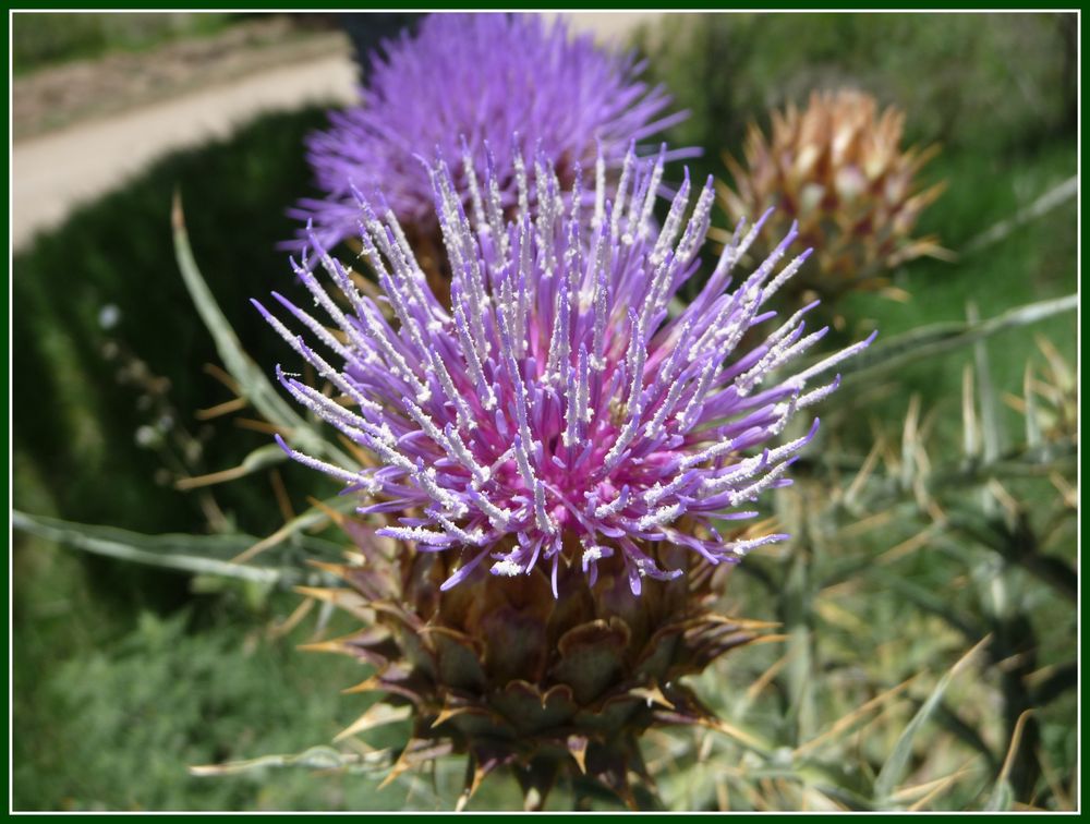 Flor de cardo