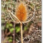 Flor de Cardo seco I