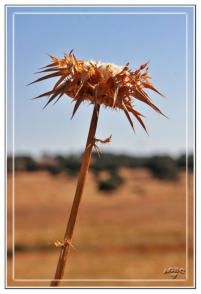 Flor de Cardo seco II