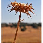 Flor de Cardo seco II