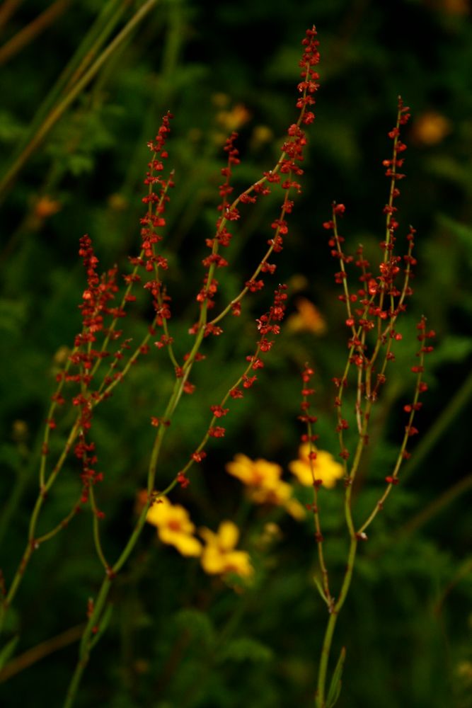 Flor de Carretera