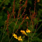 Flor de Carretera